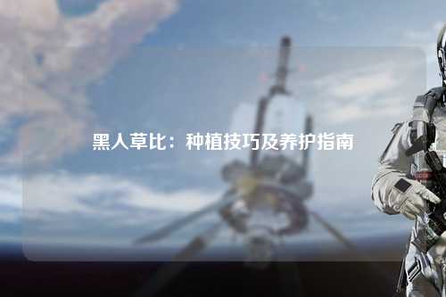 黑人草比：种植技巧及养护指南